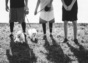 Law Dogs® | SPCA Pet Walk | McDermott Law Firm