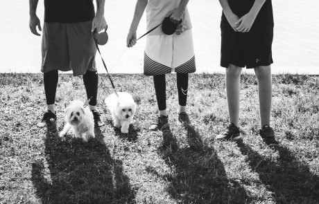 Law Dogs® | SPCA Pet Walk | McDermott Law Firm