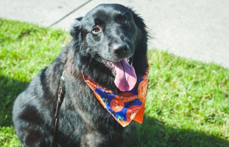 Law Dogs® | SPCA Pet Walk | McDermott Law Firm