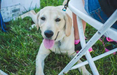 Law Dogs® | SPCA Pet Walk | McDermott Law Firm
